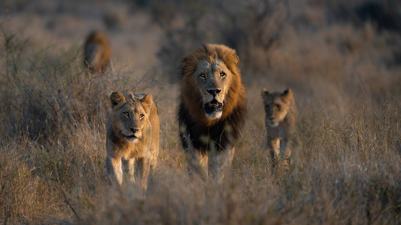 South-Africa-Kruger-National-park-swiper-hero-gallery