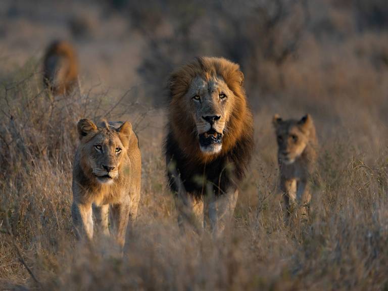 South Africa Escape
