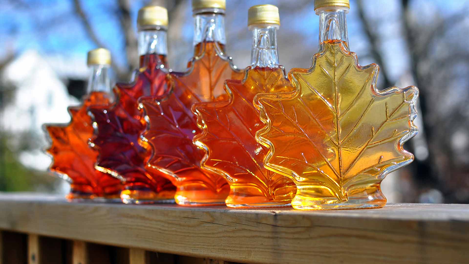 day6-maple-syrup-eastern-usa-and-canada-escape