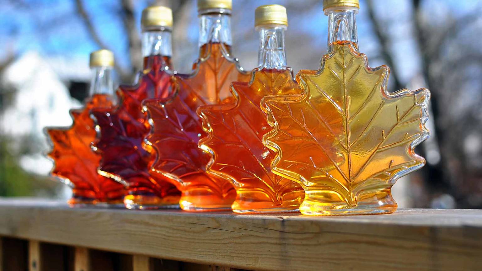 day6-maple-syrup-eastern-usa-and-canada-escape