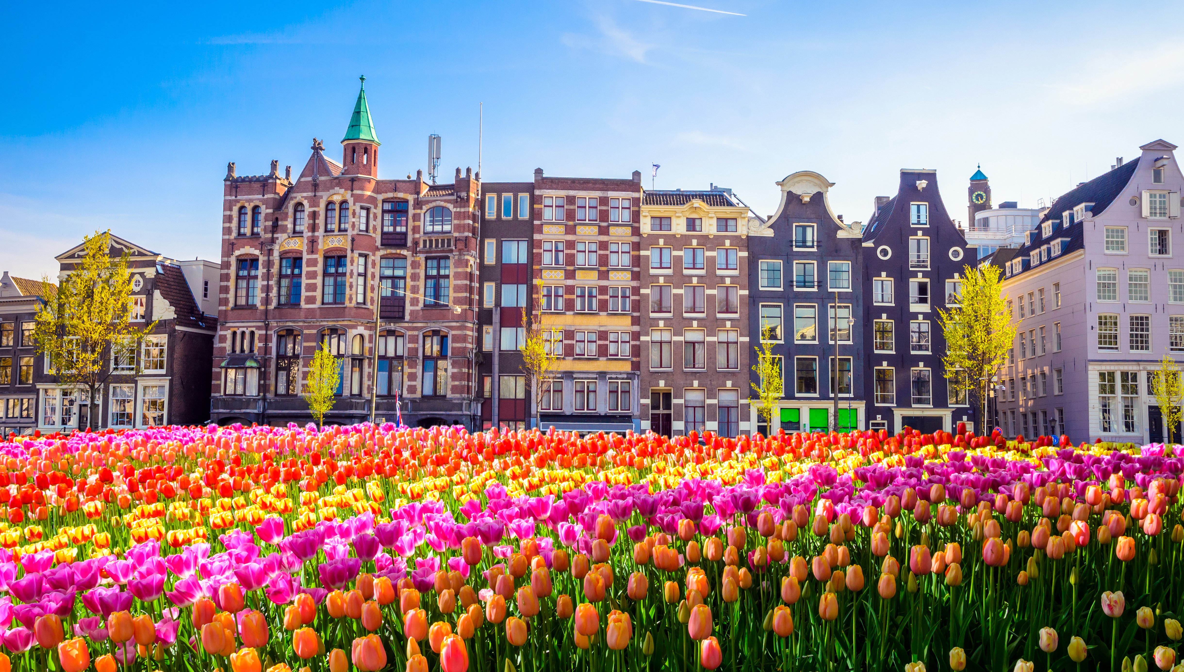 netherlands-amsteradam-city-tulips