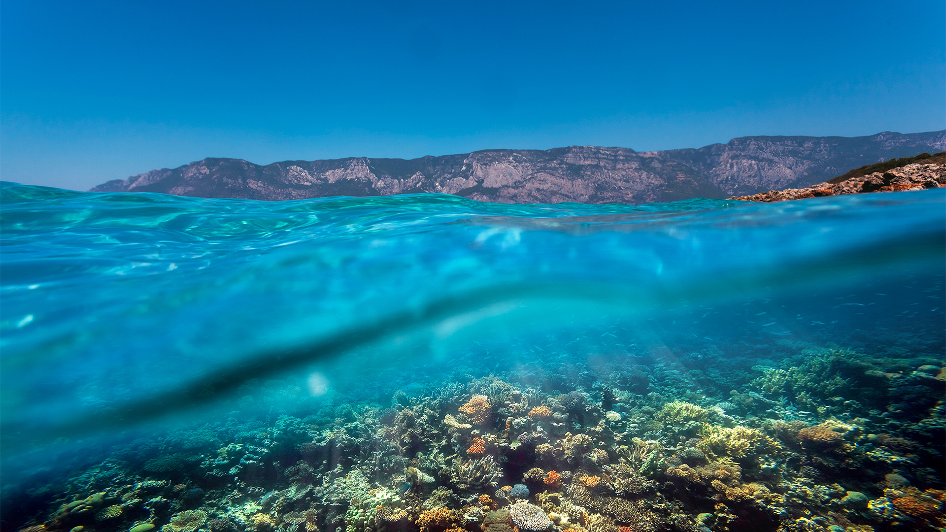 red-sea-coral-reef-egypt-swiper-hero-gallery