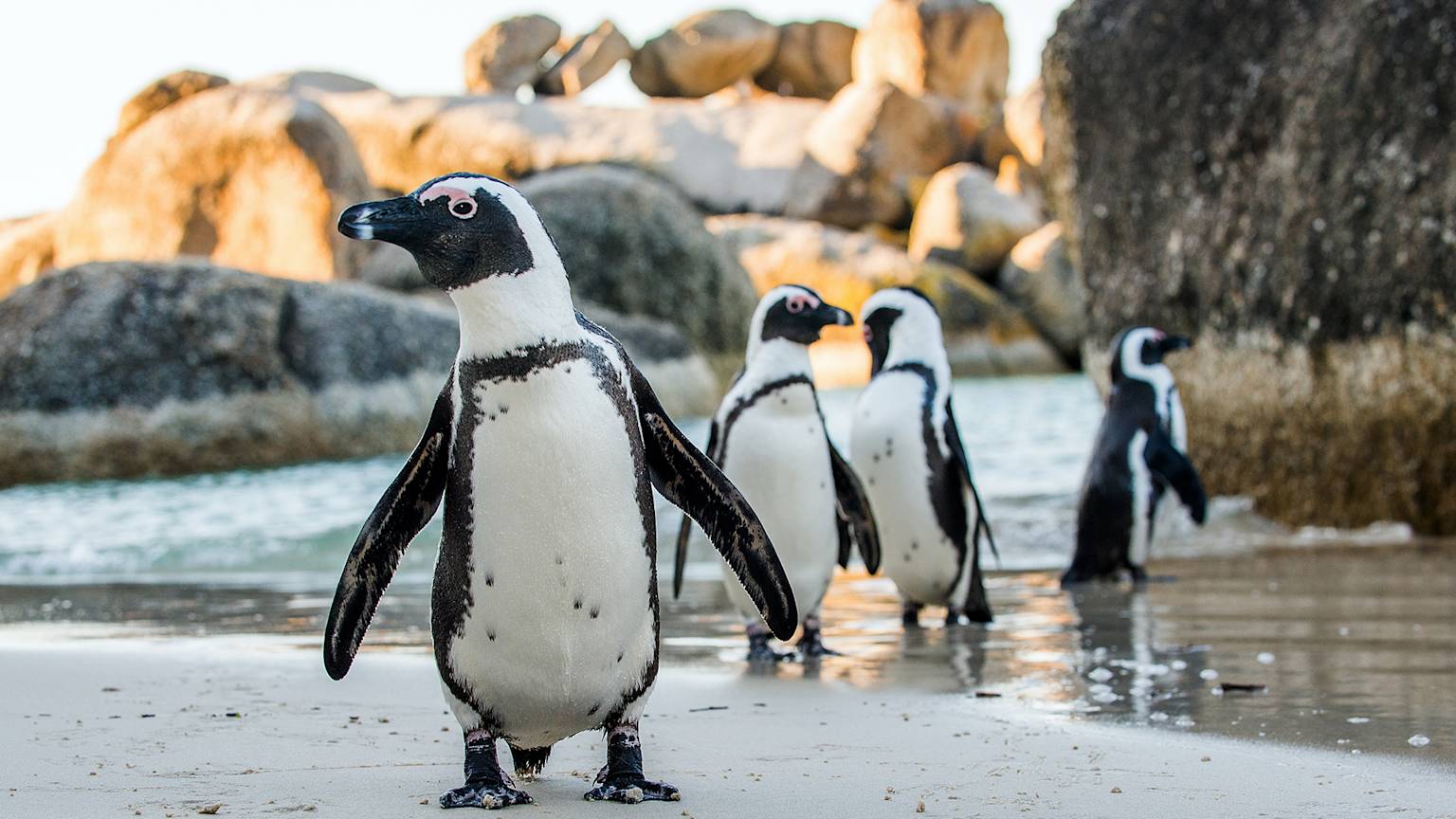 penguin-cape-town-boulder-south-africa-swiper-hero-gallery