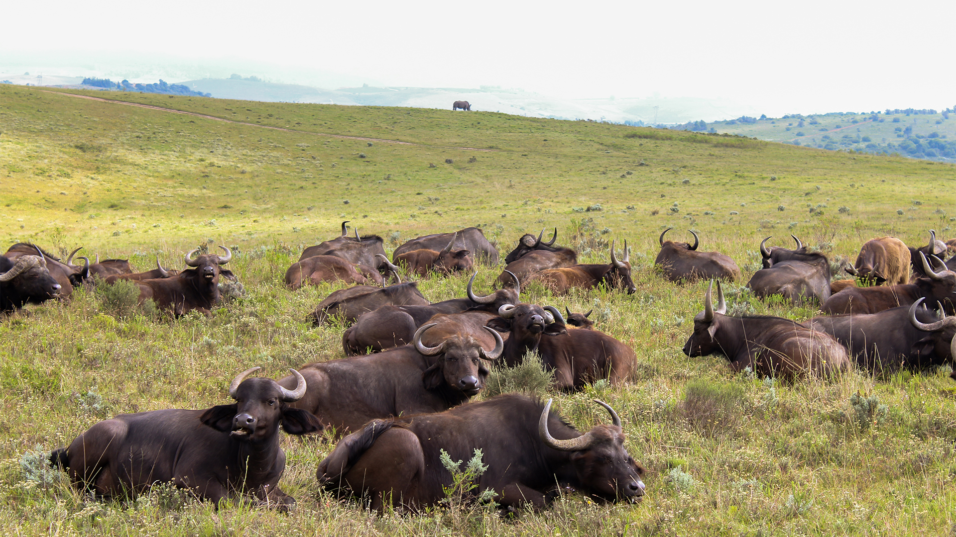 Go on a Garden Route Game Drive