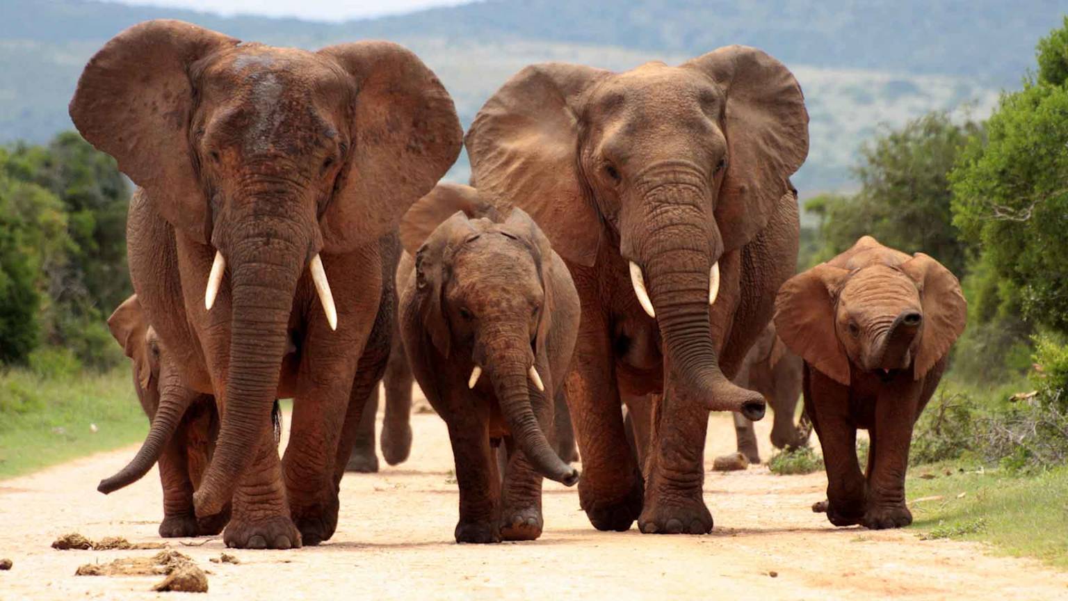 day-11-south-africa-elephant-walk-safari-south-african-escape