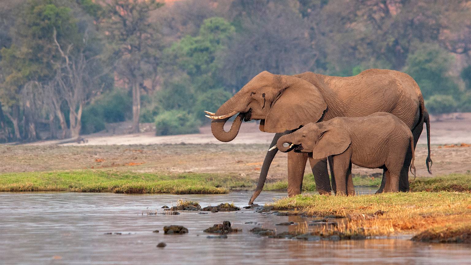 botswana-listing-page-elephants