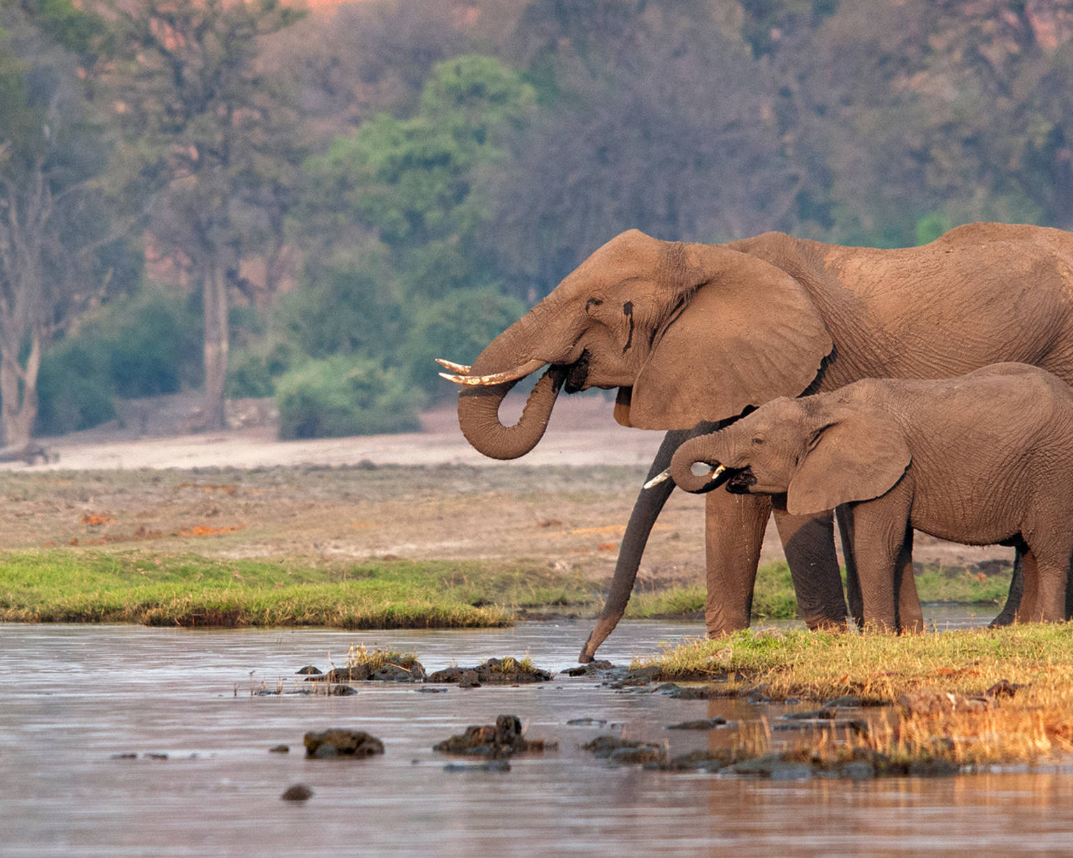 botswana-listing-page-elephants