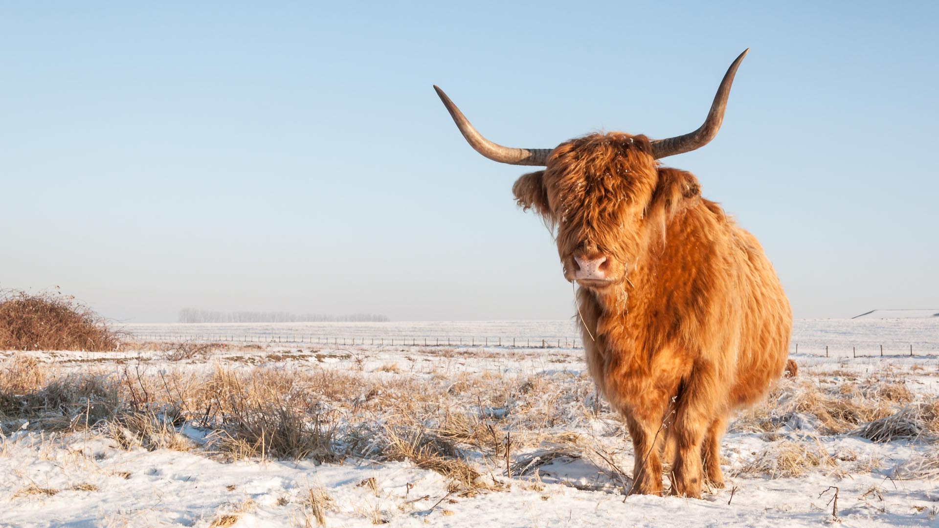 Highland-cow-snowy-landscape-scottish-highlands-scotland