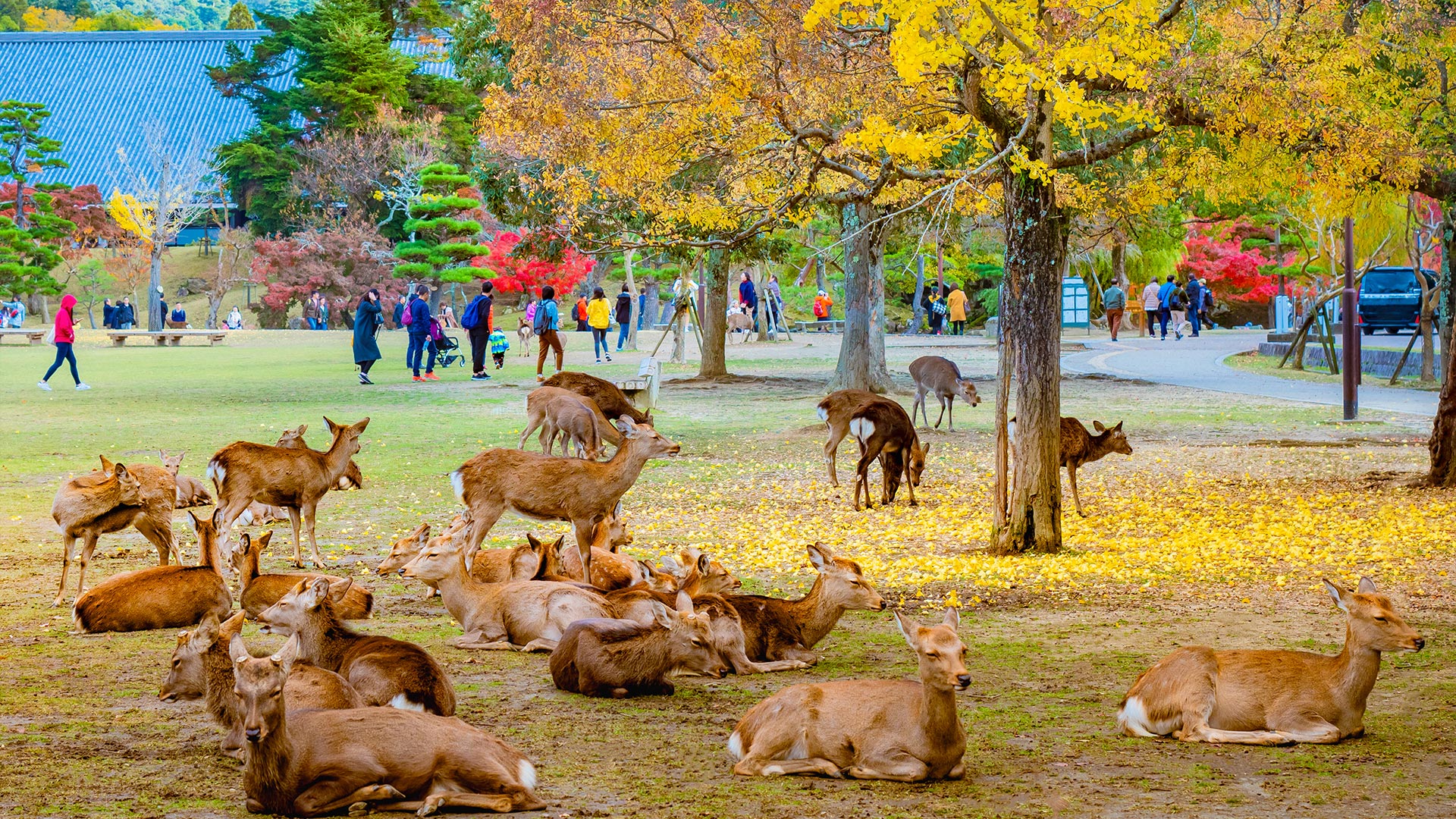 Japan-Deer-Park-in-Nara