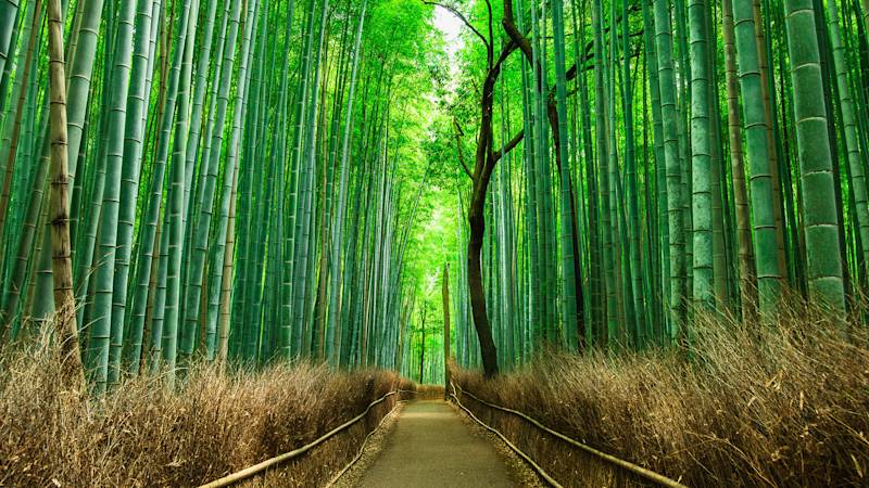 japan-country-listing-page-arashiyama-bamboo-forest