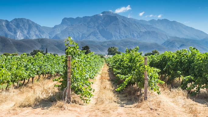 visit-a-winery-in-robertson-experience