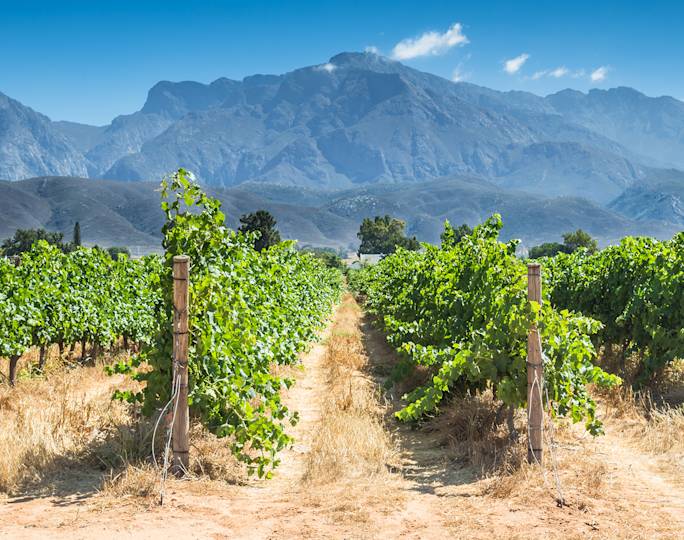 visit-a-winery-in-robertson-experience