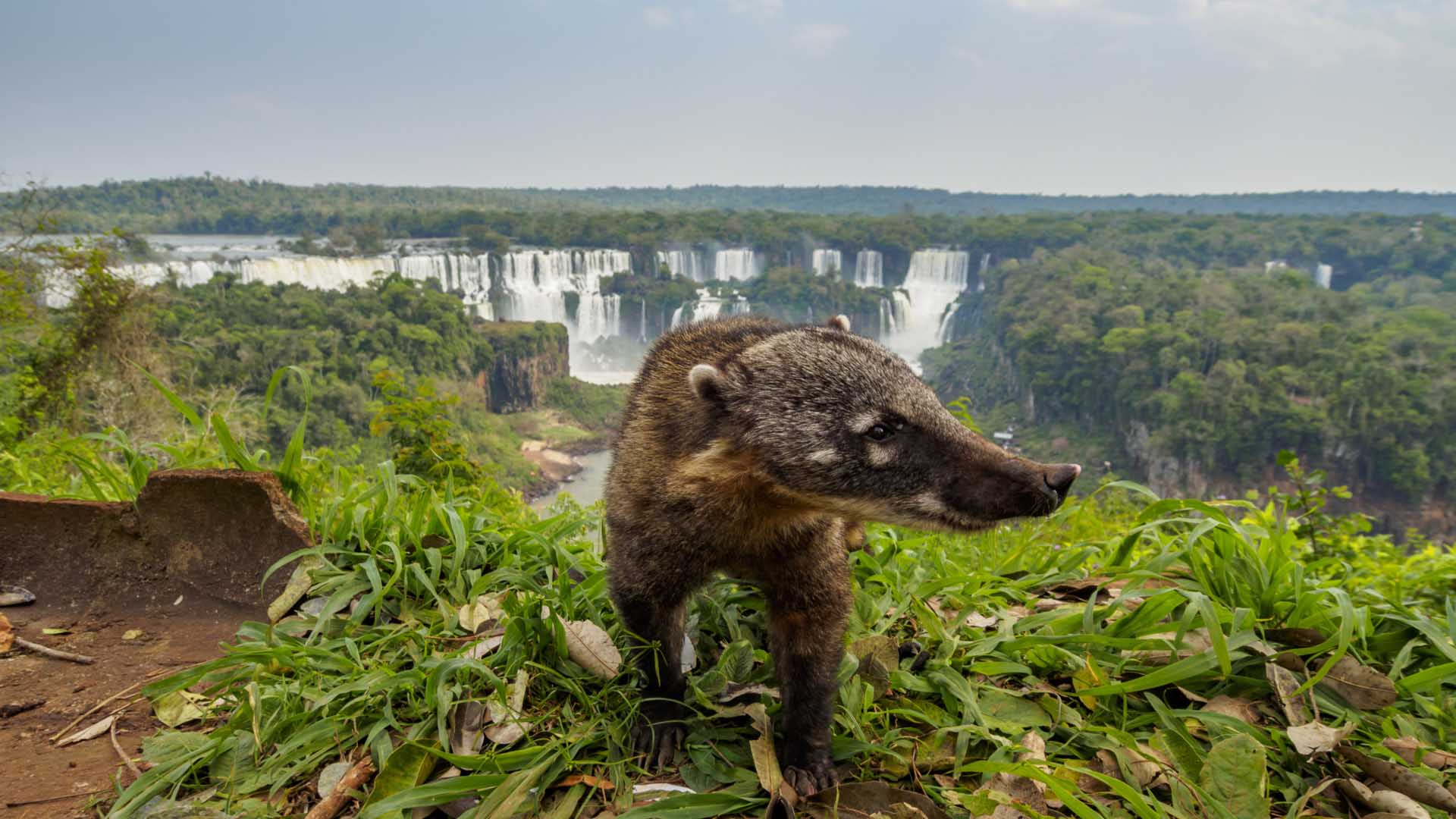 south-america-guided-tour 0167 iguazu-views-sam-day9-2