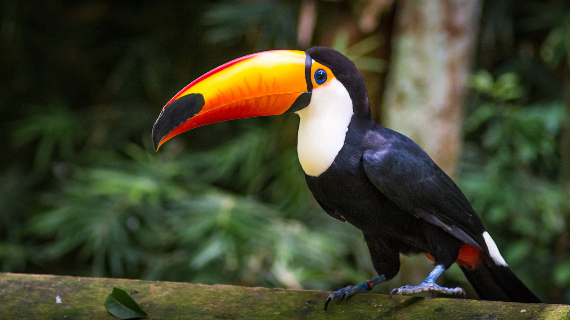 birds-of-brazil-optional-excursion