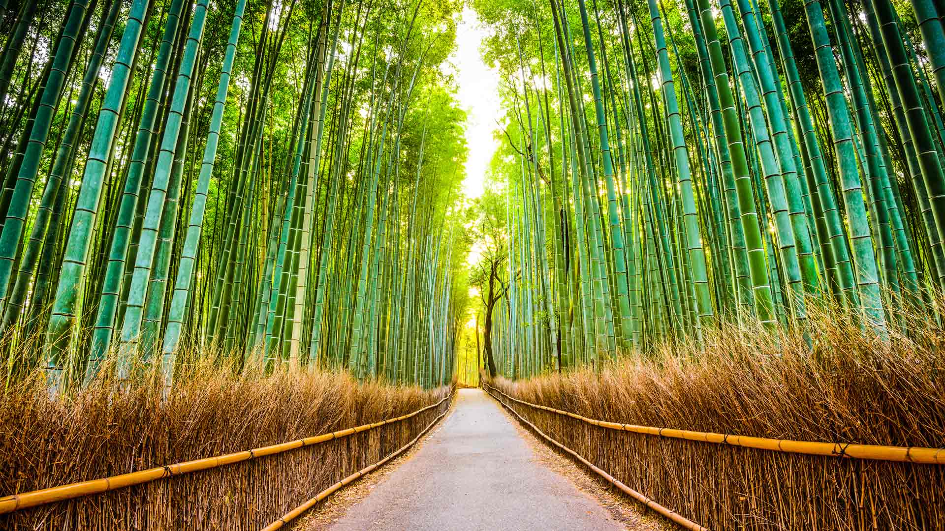 Arashiyama-Bamboo-Forest-kyoto-japan