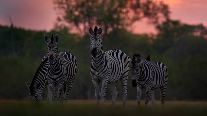 sunset-game-drive-kruger-national-park-south-africa-optional-excursion