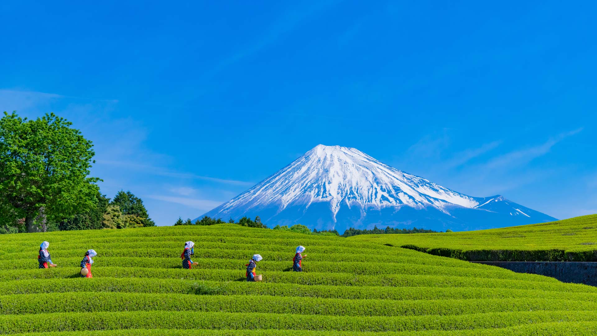 green-tea-fields-with-mount-fuji-nihondaira-japan