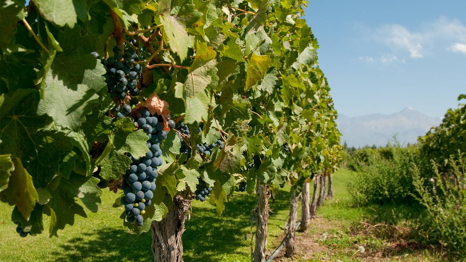 argentina-mendoza-south-america-wine-vineyard
