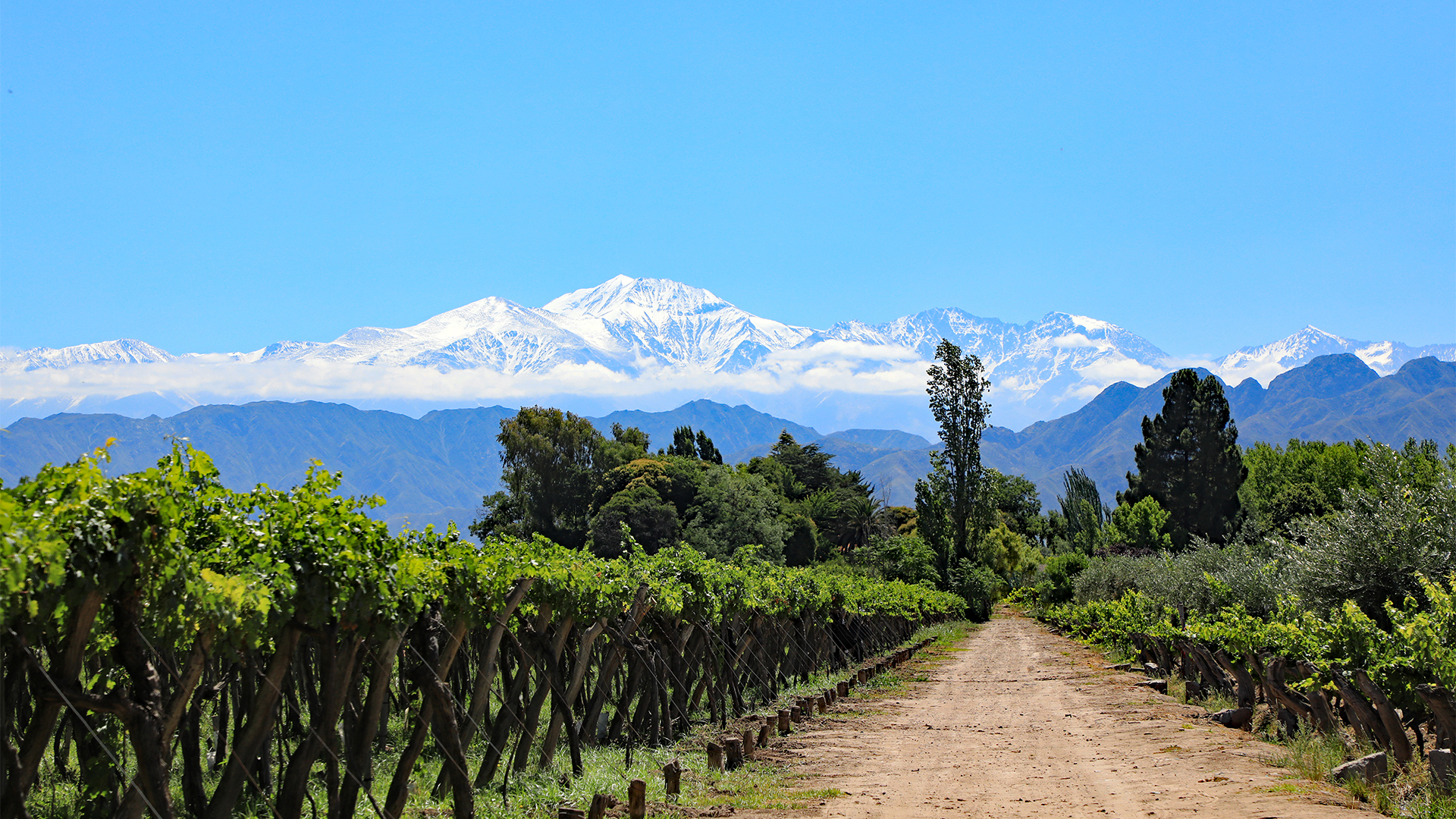 mendoza-vineyard-wine-argentina-swiper-hero-gallery
