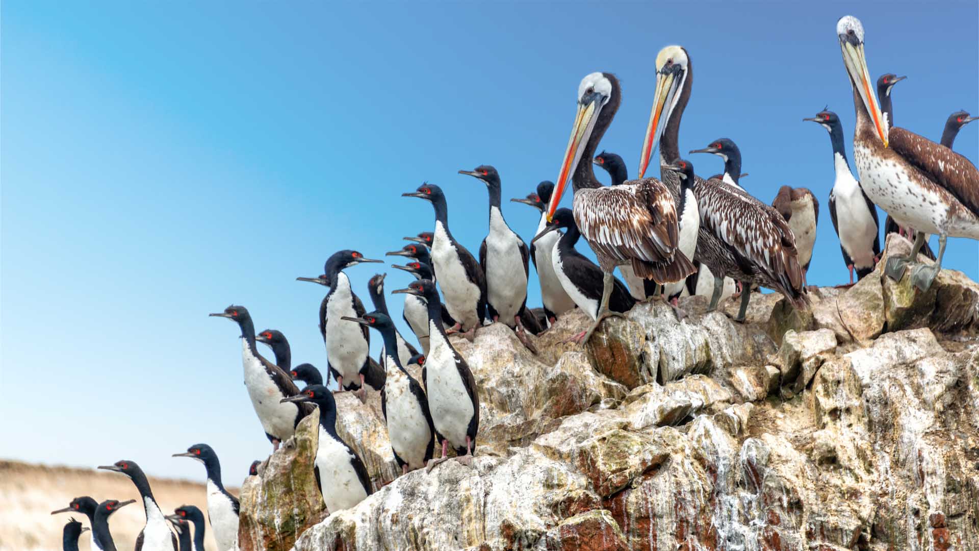 south-america-guided-group-tours-excursion 0026 full-day-nazca-lines-and-ballestas-islands-trip