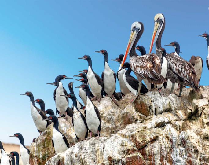 south-america-guided-group-tours-excursion 0026 full-day-nazca-lines-and-ballestas-islands-trip