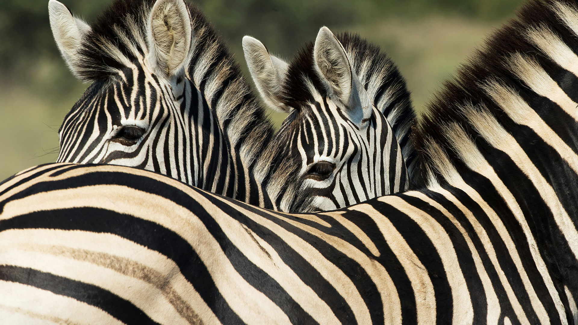 kruger-national-park-south-zebras-swiper-hero-gallery