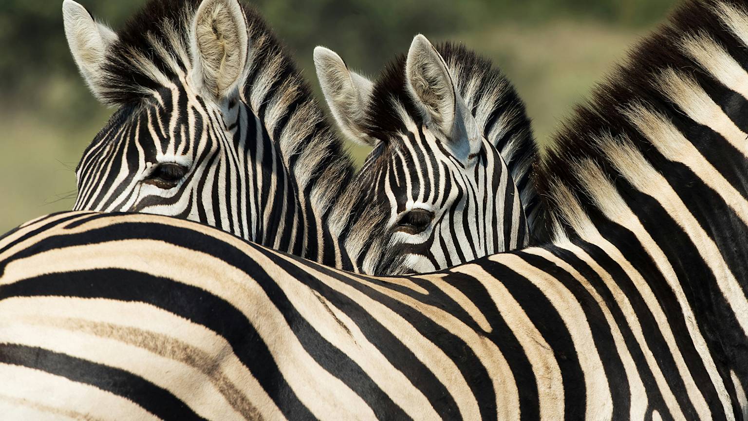 kruger-national-park-south-zebras-swiper-hero-gallery