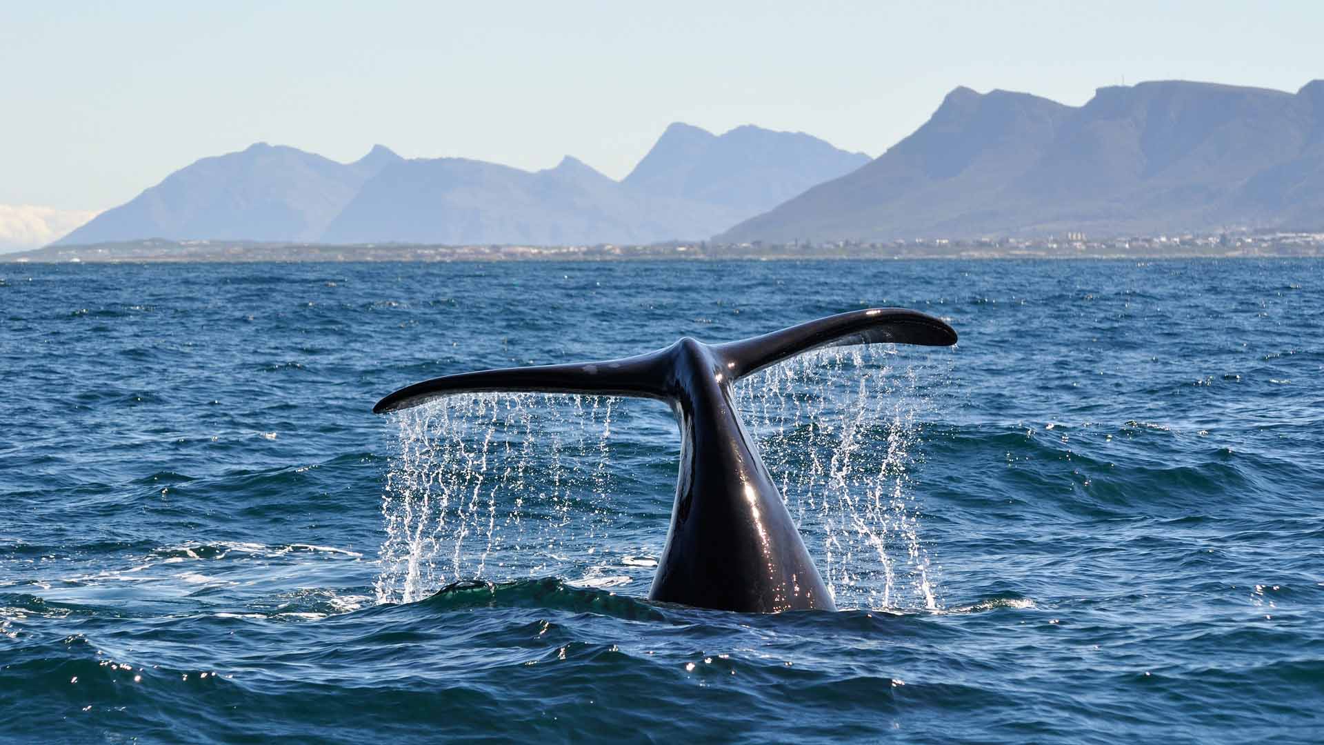 whale-watching-eco-tour-hermanus-south-africa