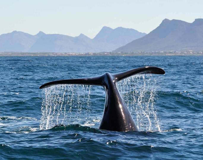 whale-watching-eco-tour-hermanus-south-africa