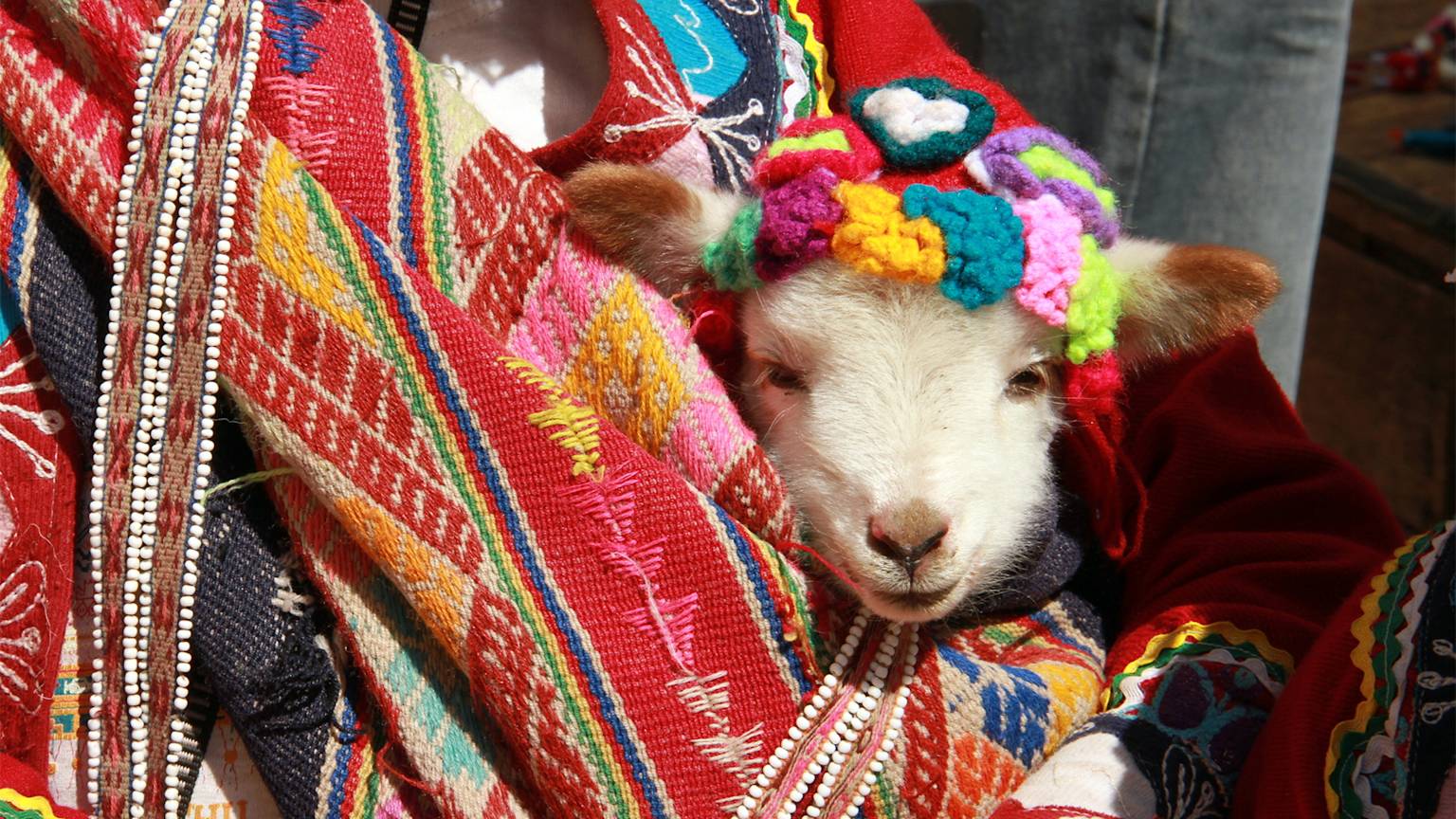 llama-sacred-valley-peru-swiper-hero-gallery