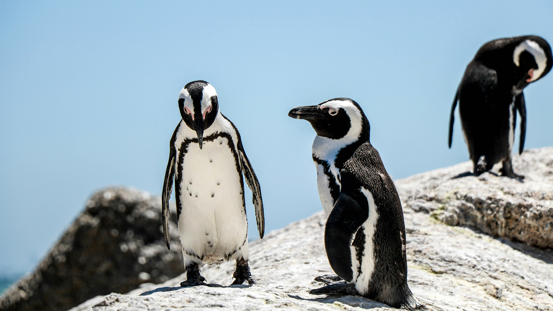 cape-town-boulders-pingun-swiper-hero-gallery