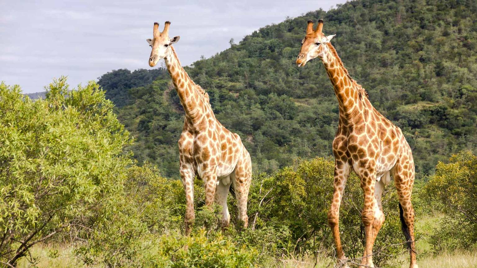 day4-giraffe-in-kruger-national-park-south-africa-safari-and-panorama-route