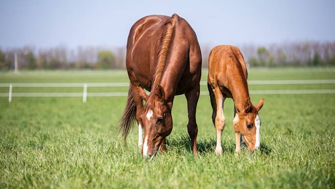 visit-a-hungarian-horse-farm-experience