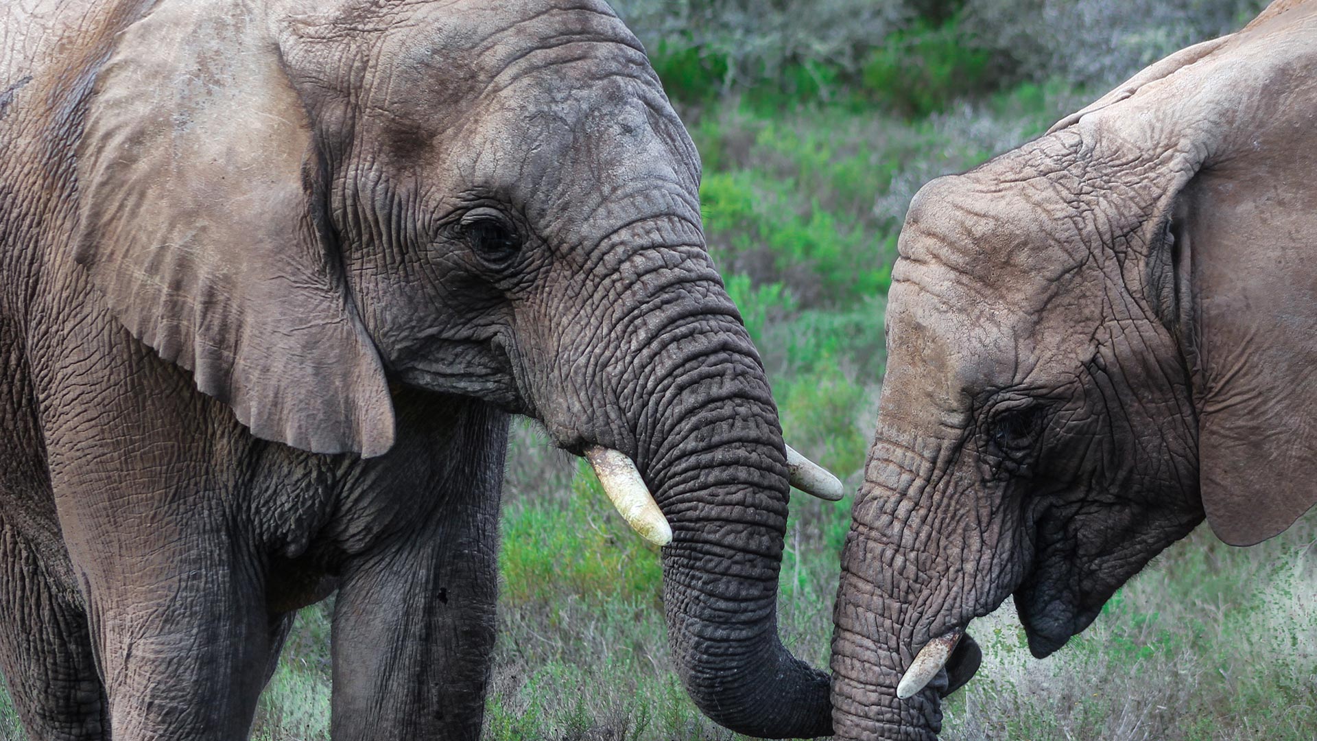 South-Africa-Mossel-Bay-Safari-swiper-hero-gallery