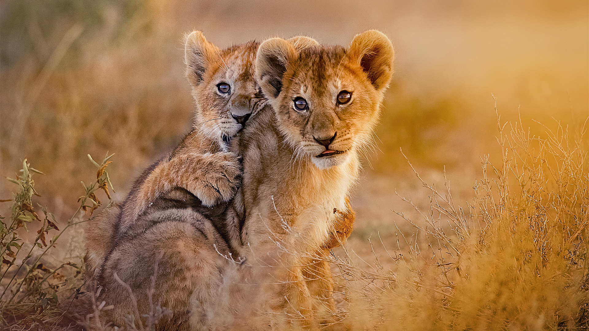 two-lions-cubs-kruger-national-south-africa-swiper-hero-gallery