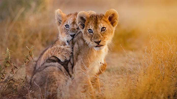 two-lions-cubs-kruger-national-south-africa-swiper-hero-gallery