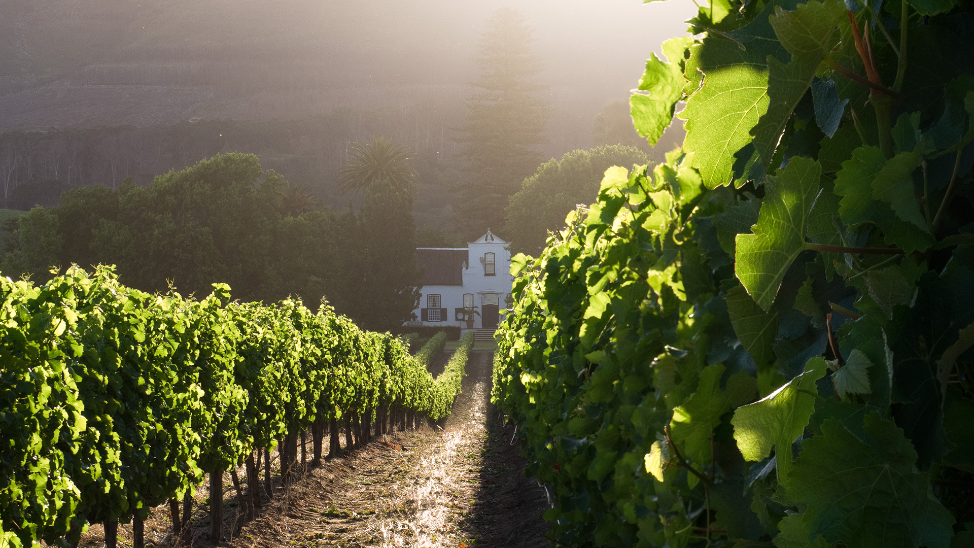 cape-winelands-south-africa-swiper-hero-gallery