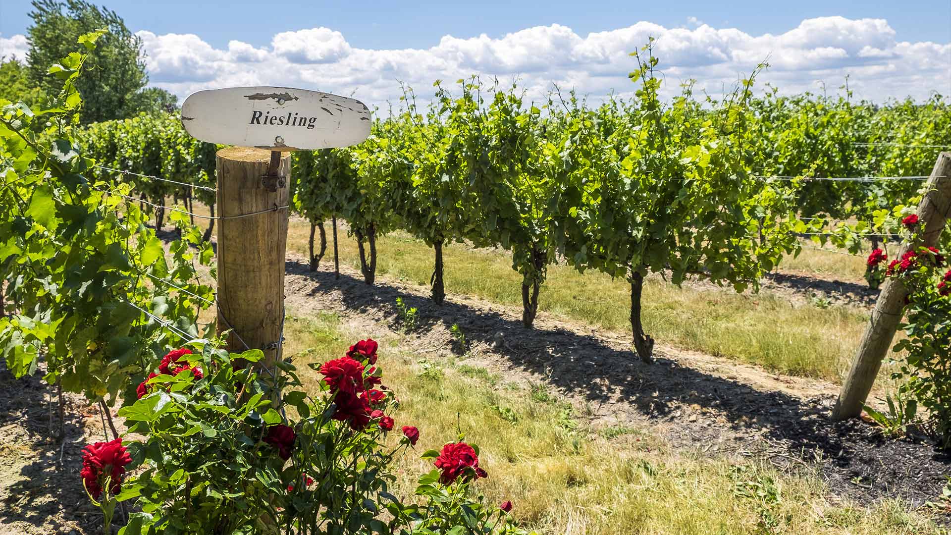 day7-niagara-on-the-lake-vineyard-eastern-usa-and-canada-escape