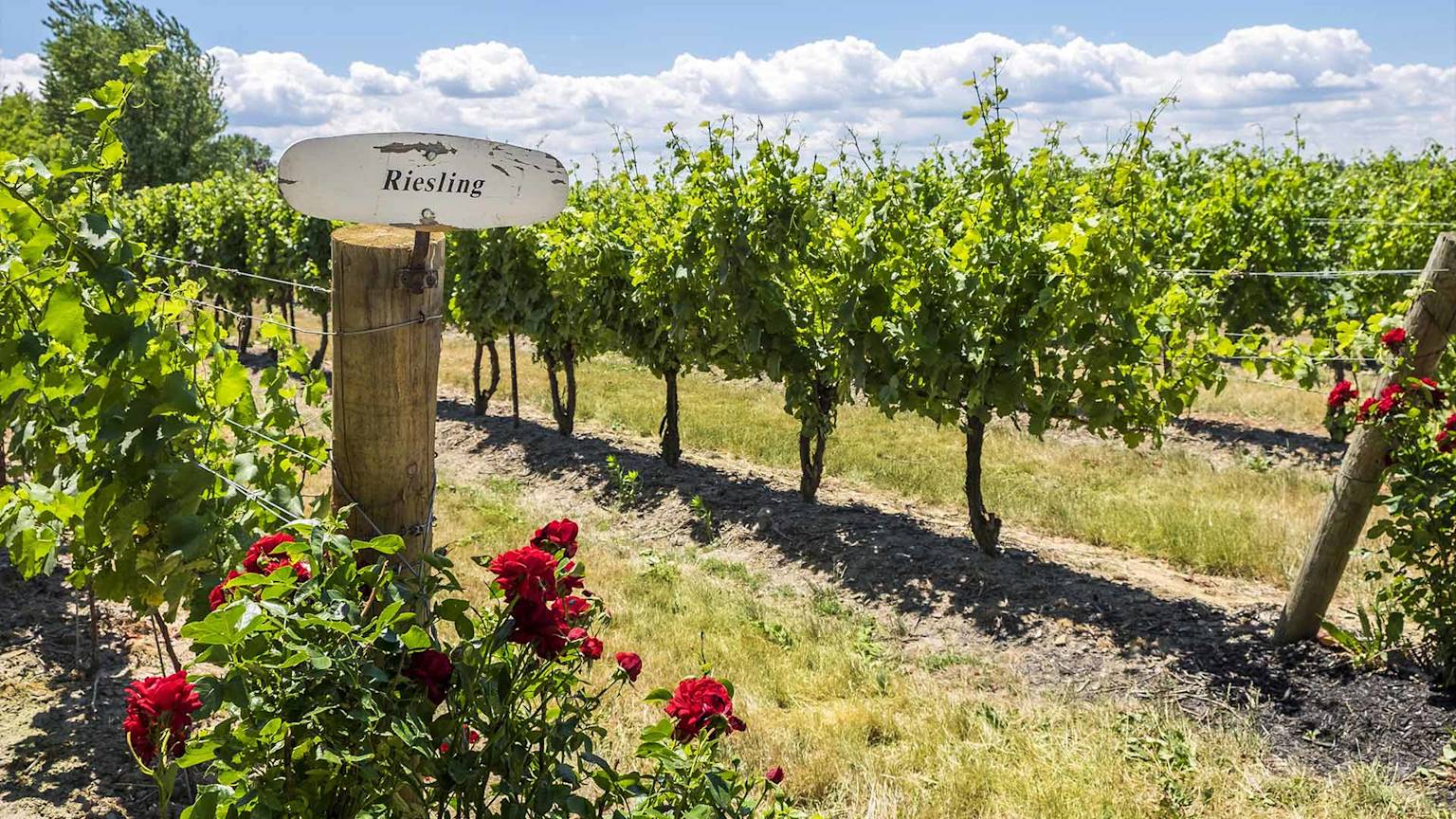 day7-niagara-on-the-lake-vineyard-eastern-usa-and-canada-escape