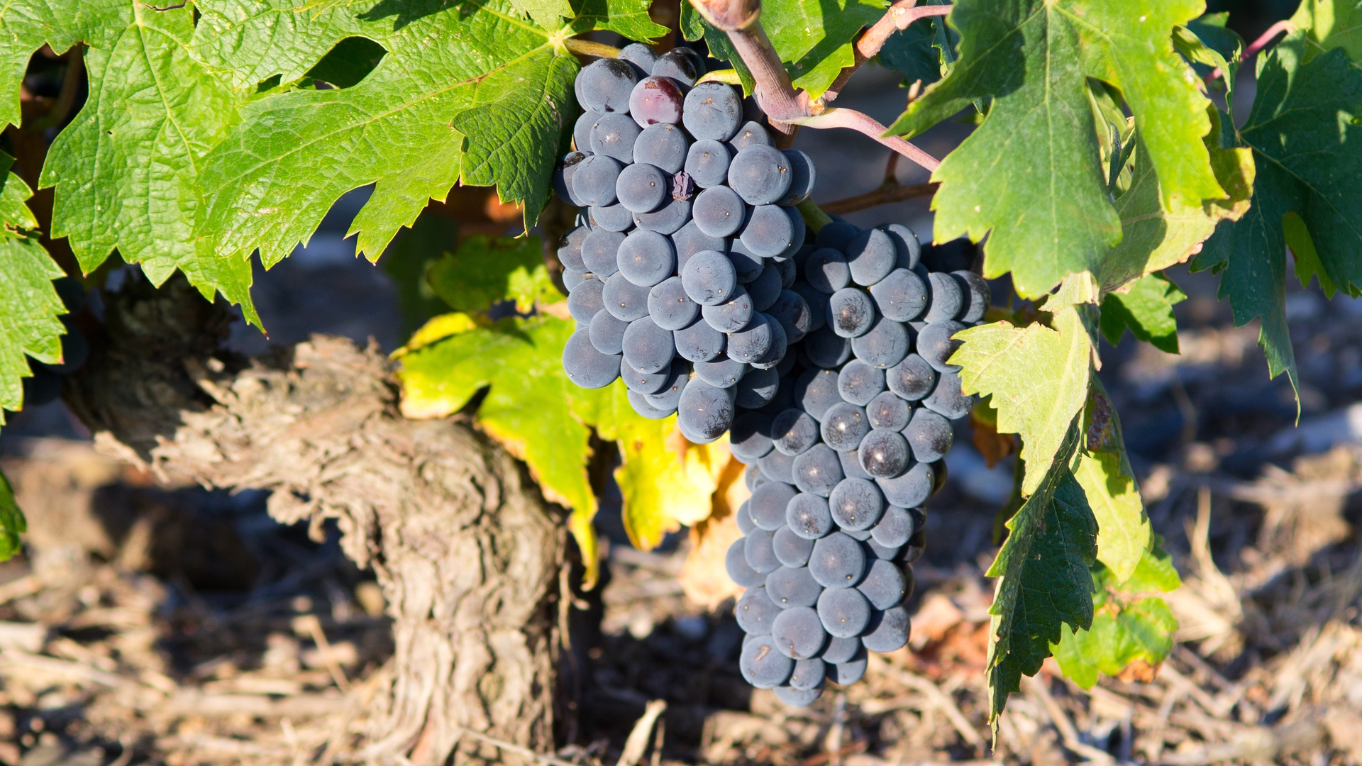 garnacha-zaragoza-spain-and-portugal-explorer-day-3