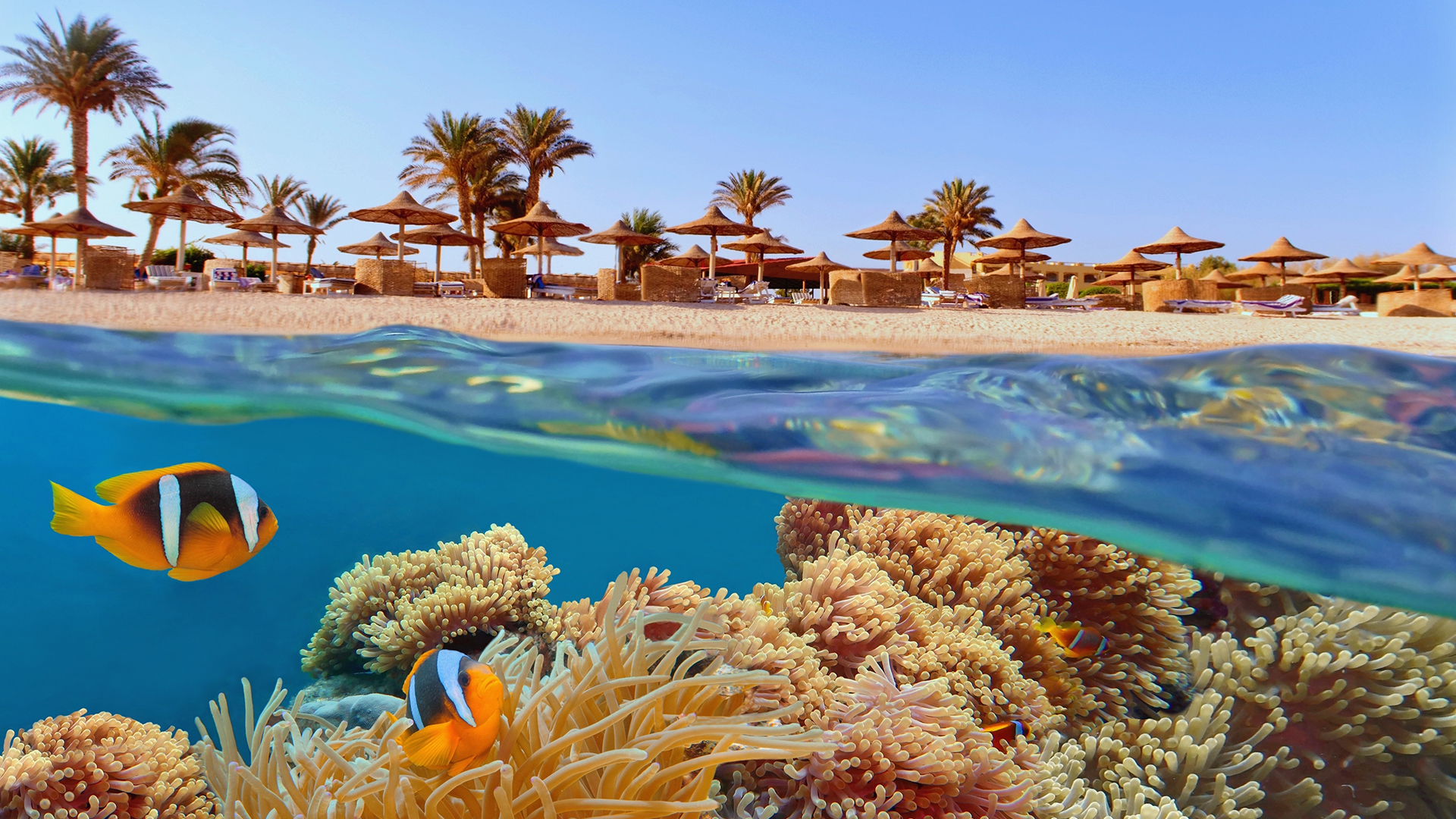 coral-reef-beach-red-sea-egypt-swiper-hero-gallery