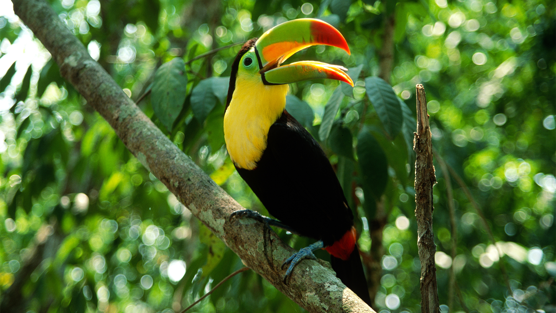 manuel-antonio-national-park-bird-swiper-hero-gallery