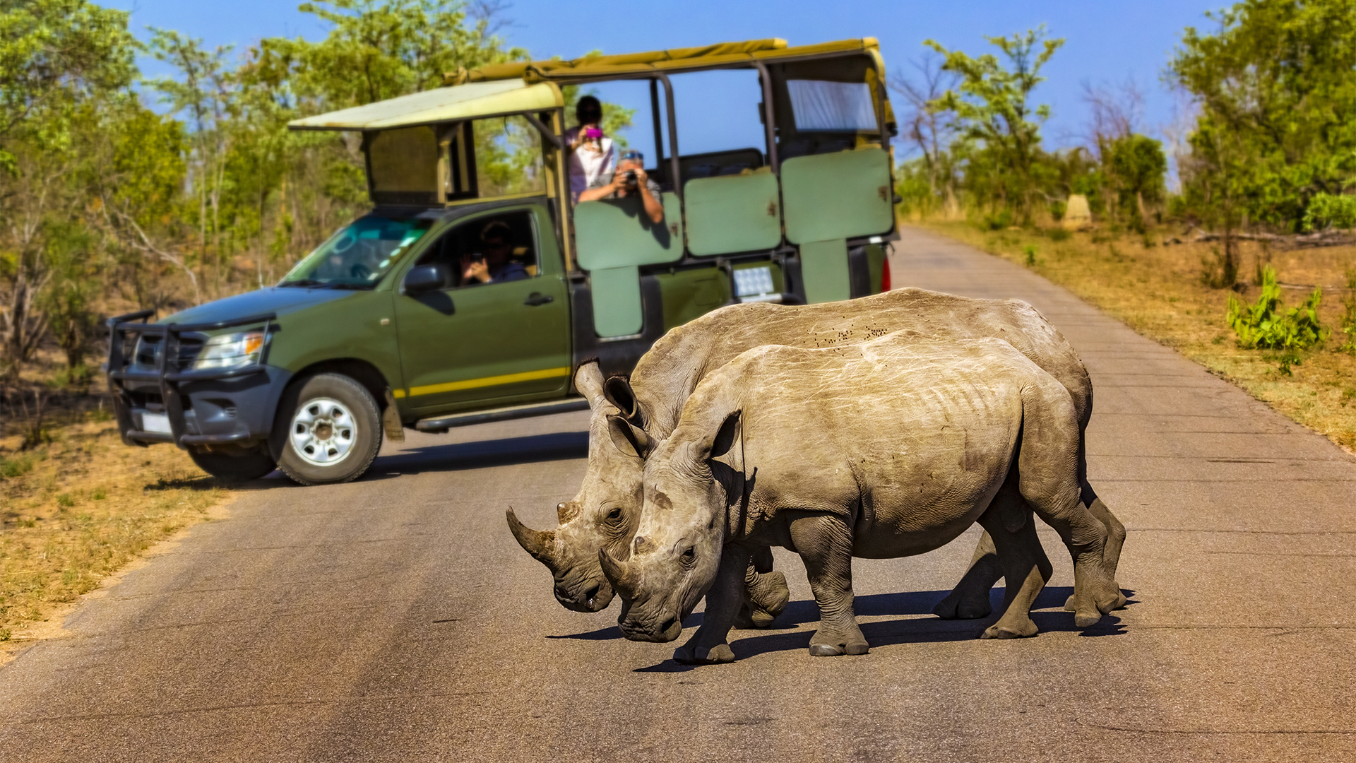 Embark on a full-day Kruger National Park game drive