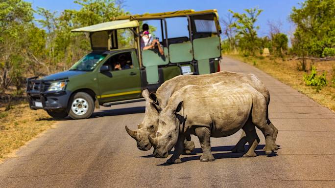 kruger-national-park-game-drive-experience