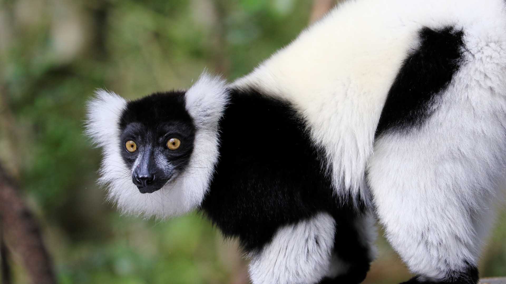 monkeyland-south-africa