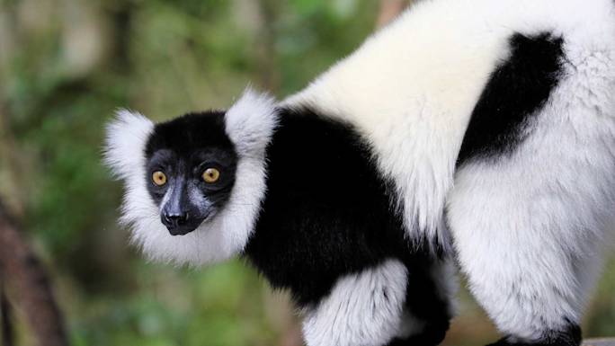 monkeyland-south-africa