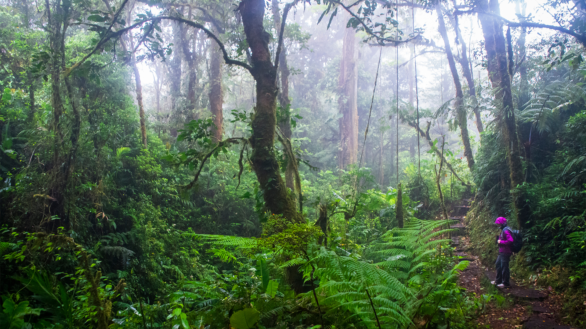 cloud-forest-monteverde-costa-rica-swiper-hero-gallery