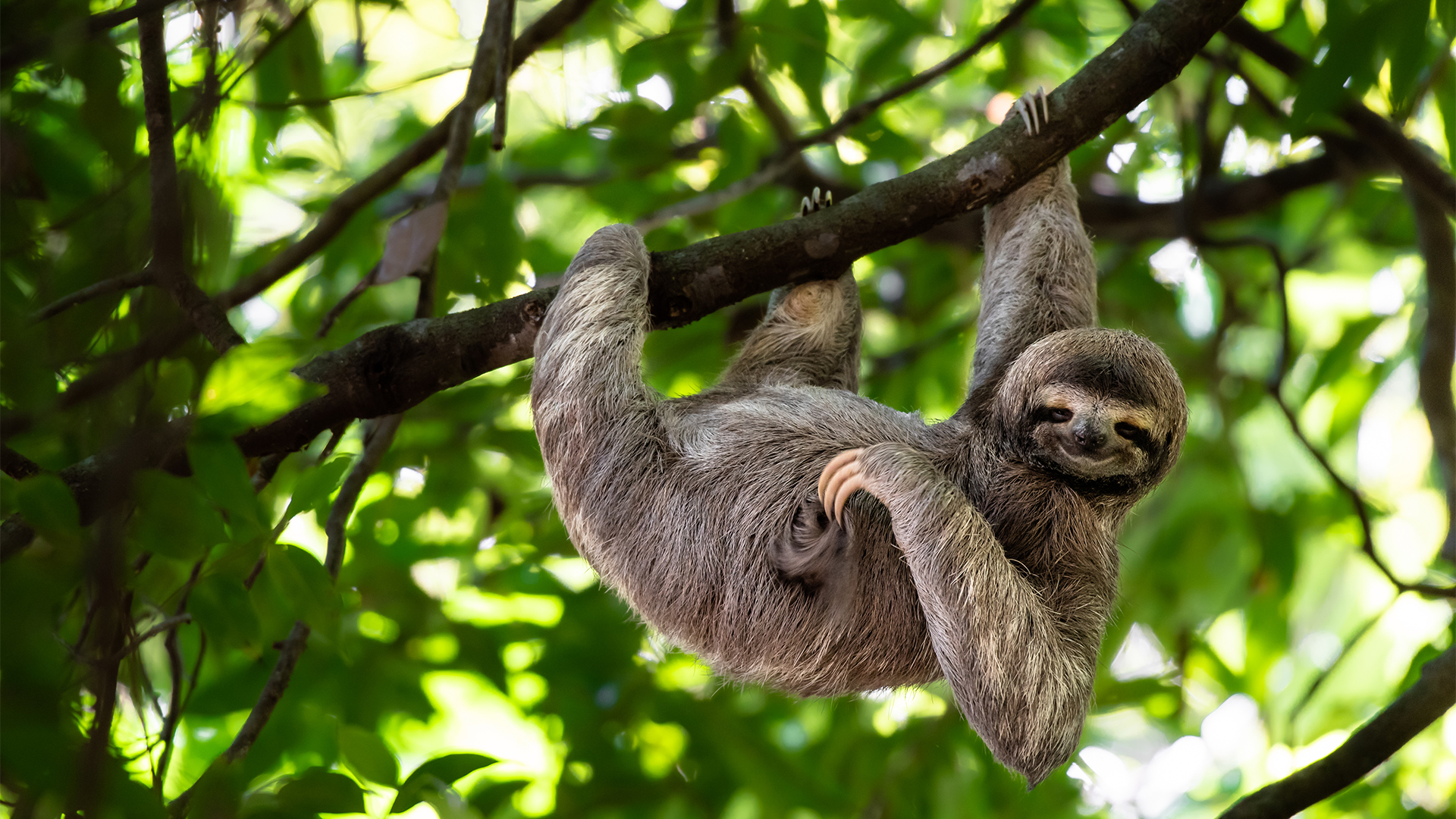 Sloths-costa-rica-swiper-hero-gallery