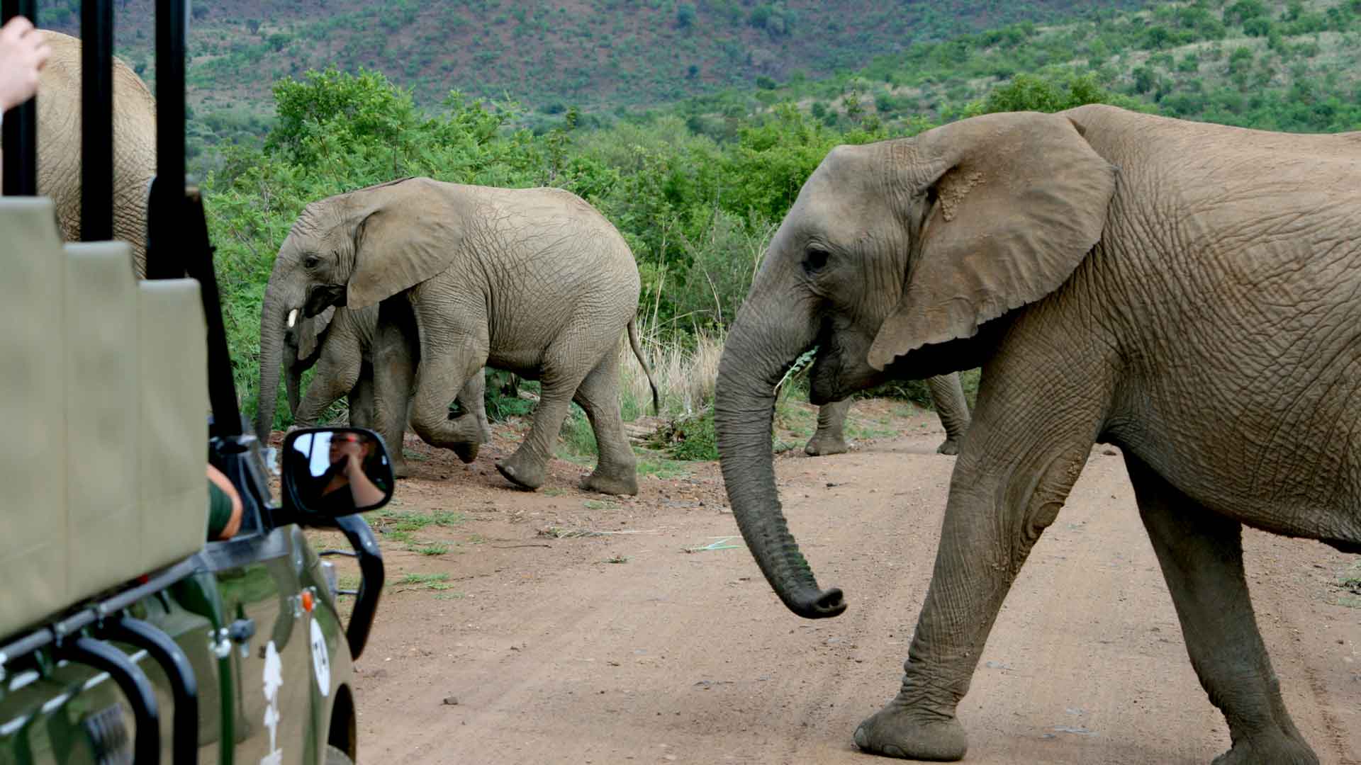 day6-game-drive-knysna-cape-town-and-the-garden-route-tour