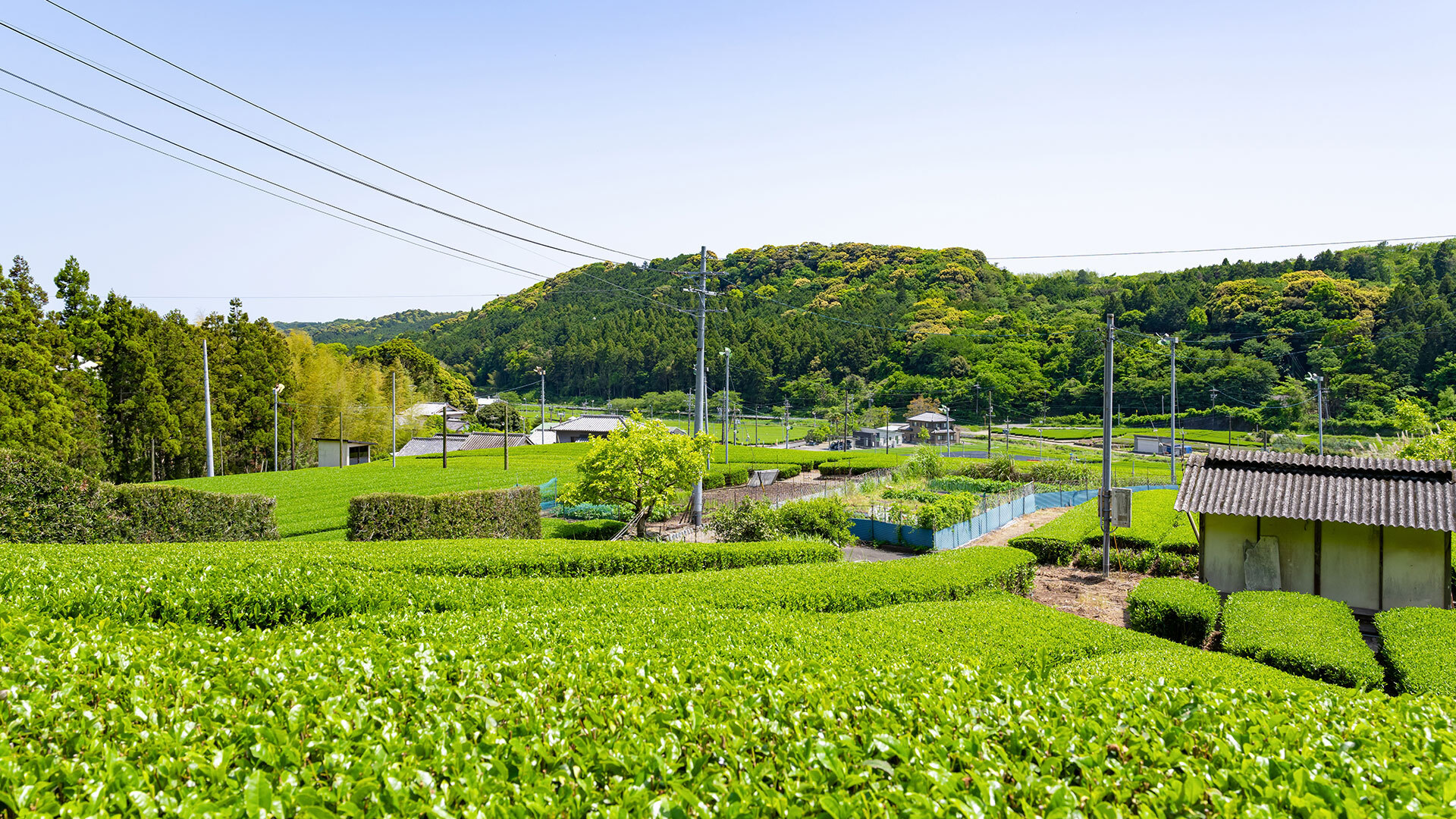makinohara-tea-farm-japan-tour